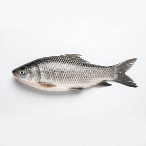 রুই মাছ (দেশি)